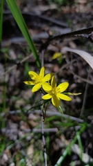 Tricoryne simplex
