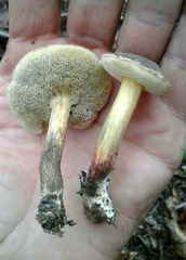 Xerocomellus diffractus