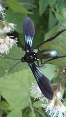 Macrocneme chrysitis