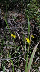 Tricoryne simplex