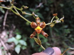 Cyrtochilum
