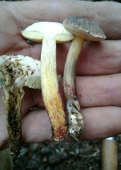 Xerocomellus diffractus