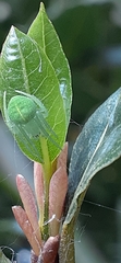 Araneus uniformis
