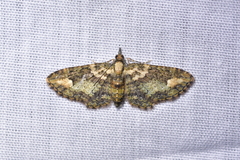 Pasiphilodes testulata