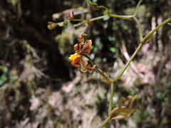 Cyrtochilum