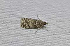 Eudonia philerga