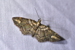 Pasiphilodes testulata