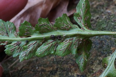Asplenium pinnatifidum