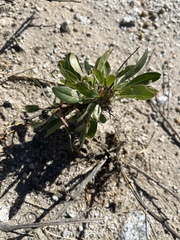 Fouquieria splendens splendens