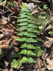 Dryopteris × boottii