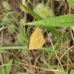 Eurema laeta