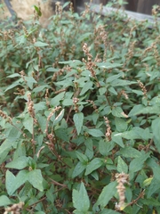Amaranthus deflexus