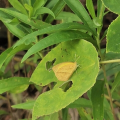 Eurema laeta