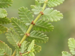 Larrea nitida