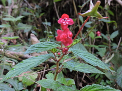 Begonia urticae