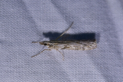 Scoparia halopis