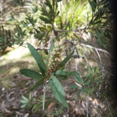 Melaleuca pallida