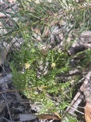 Lomandra obliqua