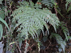 Asplenium gracillimum