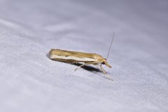 Orocrambus horistes