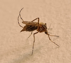 Aedes vittiger