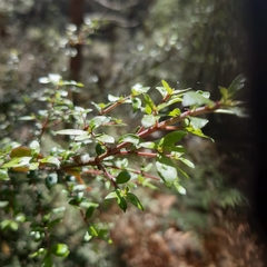 Coprosma quadrifida