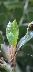 Araneus uniformis