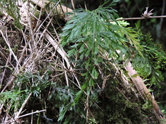 Asplenium gracillimum