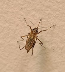 Aedes vittiger