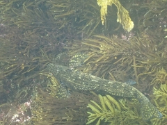 Aplodactylus lophodon