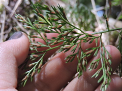 Asplenium gracillimum