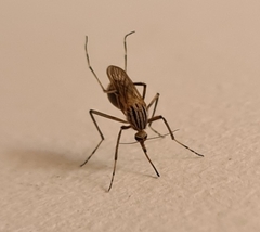 Aedes vittiger