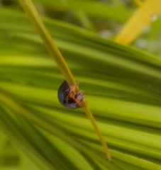 Chilocorus nigritus