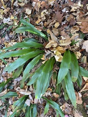 Carex fraseriana