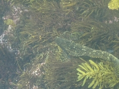 Aplodactylus lophodon