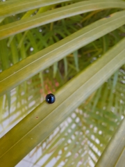 Chilocorus nigritus