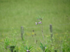 Solanum glaucophyllum