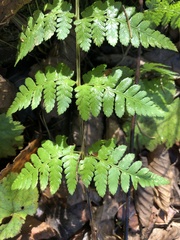 Dryopteris × boottii