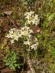 Pimelea