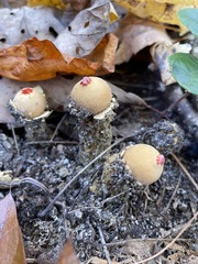 Calostoma lutescens