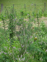 Solanum glaucophyllum
