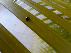 Chilocorus nigritus