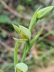 Calochilus