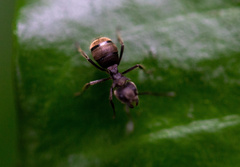 Dolichoderus bispinosus