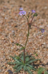 Gilia sinuata