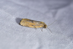 Clepsis divulsana