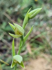 Calochilus