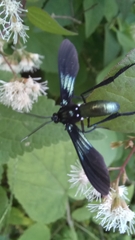 Macrocneme chrysitis