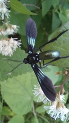 Macrocneme chrysitis