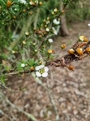 Leptospermum polygalifolium